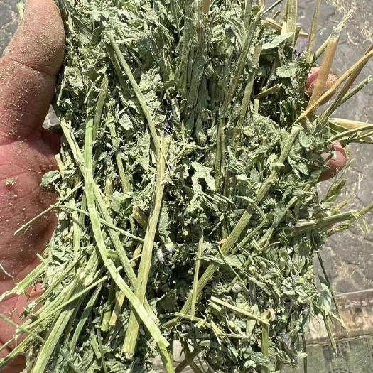 伊宁市苜蓿草