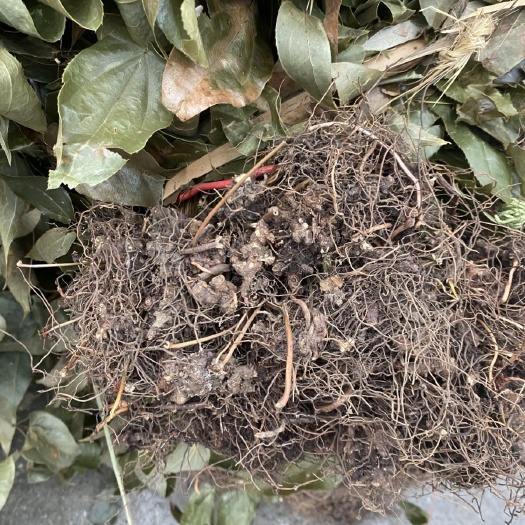 贵州深山淫羊藿泡茶男性滋补仙灵脾叶淫羊藿根整颗干农家自采