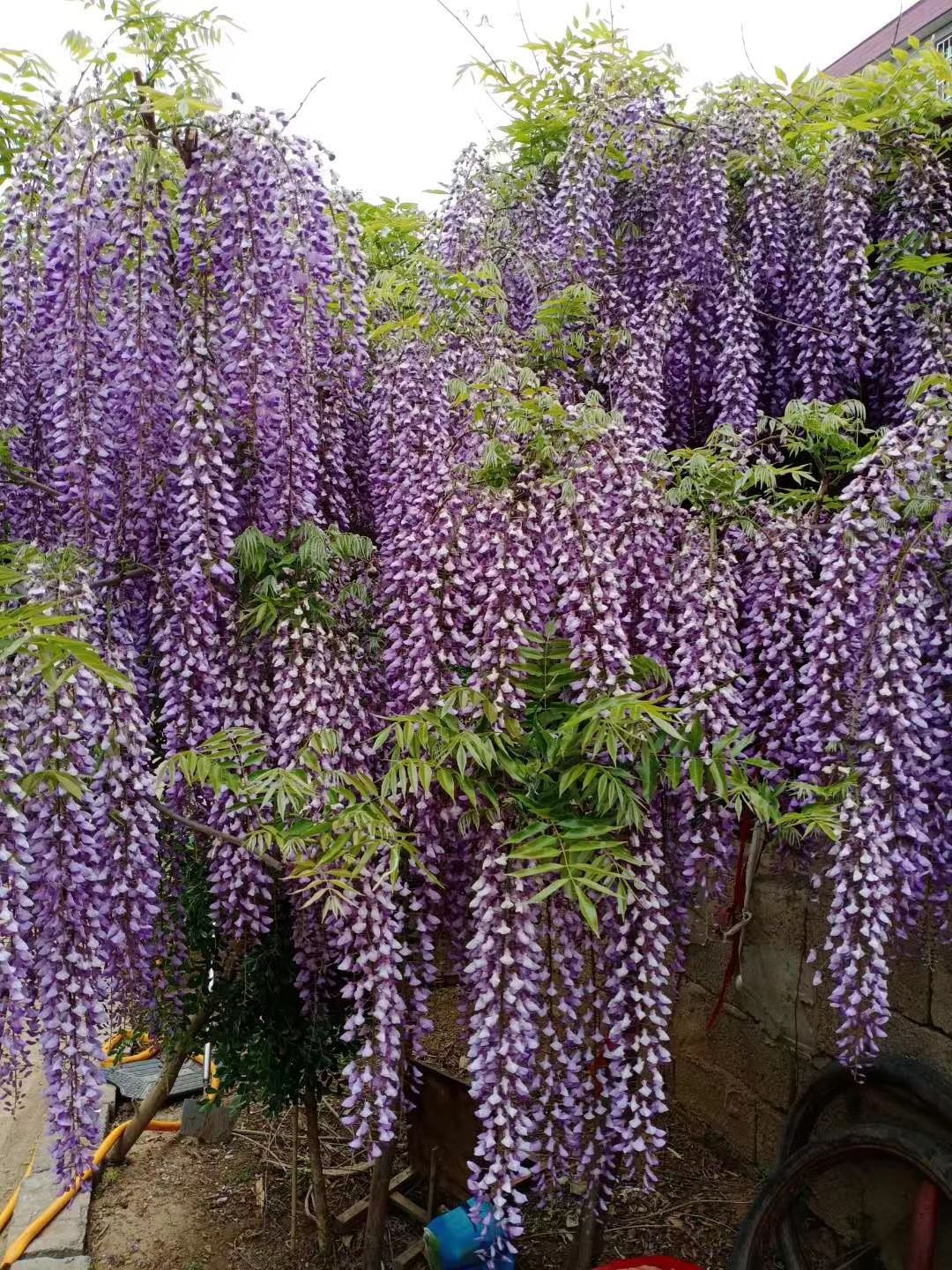 紫藤树苗爬藤苗木庭院植物紫花攀爬架子亭子好活耐寒绿化苗木