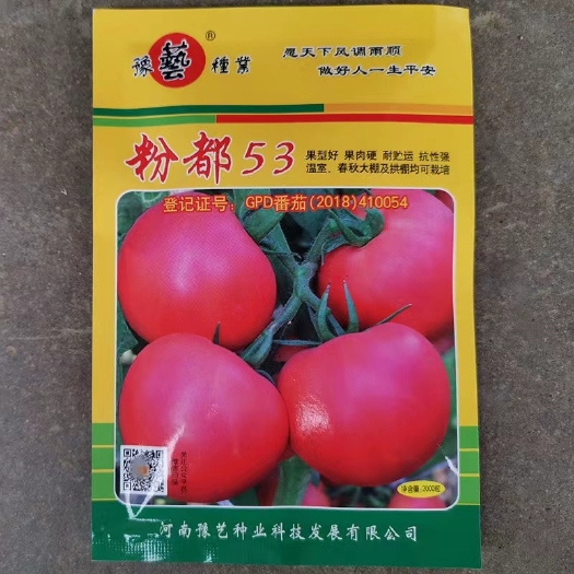 扶沟县粉都53无限生长型粉红果番茄种子耐低口感好抗病无畸形果产