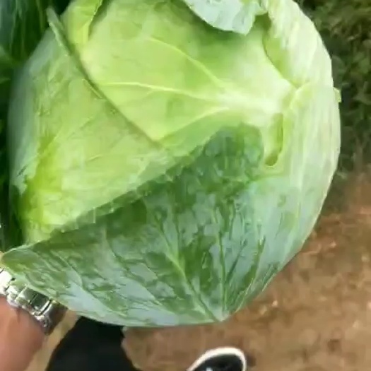 新野县河南新野奥奇娜扁包菜，2到5斤，3到6斤，支持视频看货