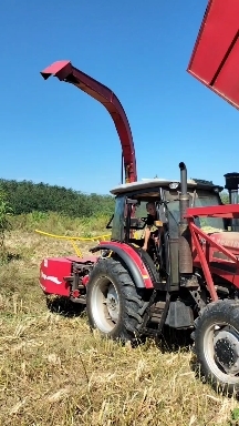 华容县青贮草料