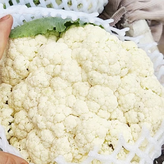 乐亭县河北唐山精品菜花大量上市，欢迎各位老板前来咨询
