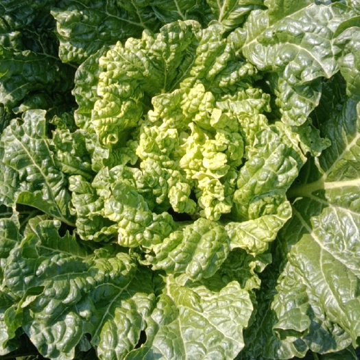 廊坊60大白菜心足，无丝，口感微甜，