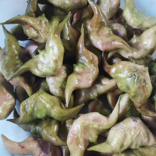 兴化市菱角水好菱角颜色好量大