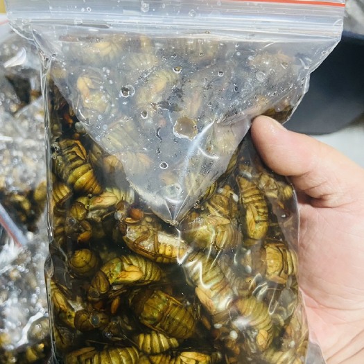徐州杜仲金蝉，已经分好的，50-100得知了猴