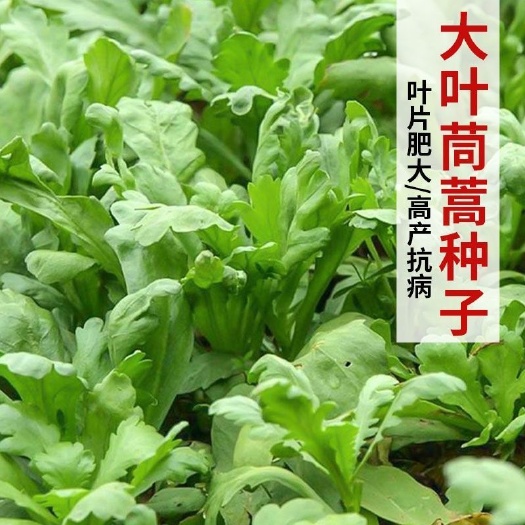 沭阳县茼蒿菜籽大叶茼蒿种子小叶茼蒿菜种大全秋冬季蔬菜茼蒿种籽四季孑