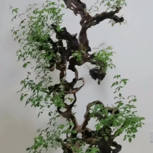 南部县精品黄荆盆景素材