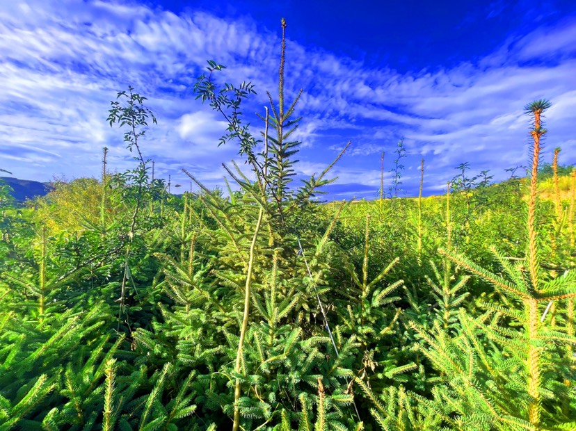 天水云杉【9年苗木】2m3m3.8m 景观树 绿植树 风景树