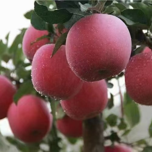甘肃庆阳苹果