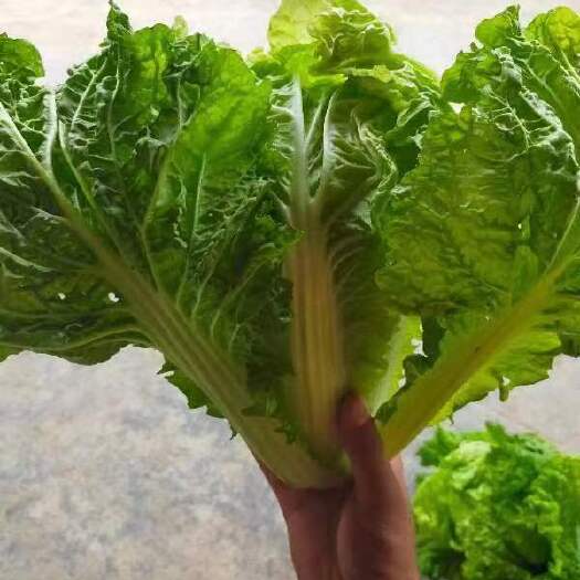 修文县白菜麻叶菜