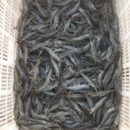 鲜活 养殖海南美