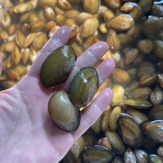 威远县蚌，小蚌，贝壳
