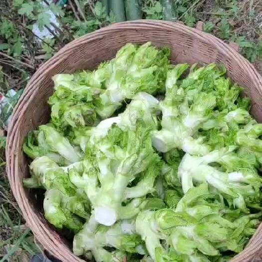 仁寿县精品儿菜