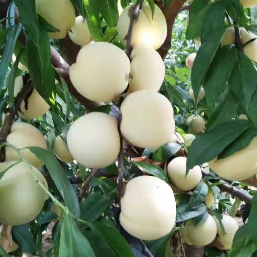白如玉桃树苗 中熟品种 硬质脆桃 口感脆甜货架期长