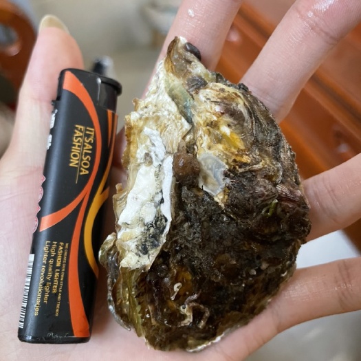 广东愿产地大生蚝、烧烤蚝、地摊蚝、生蚝肉
