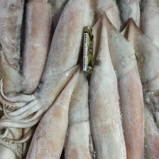 北海飞机鱿真鱿