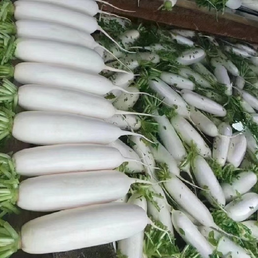 威宁县白萝卜