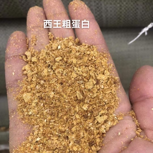 正定县玉米粗蛋白