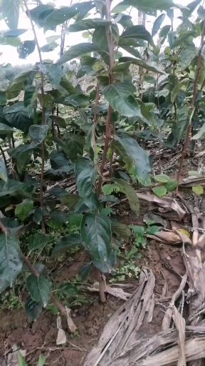 扶风县阳丰甜柿子苗，自家种植价格优惠
