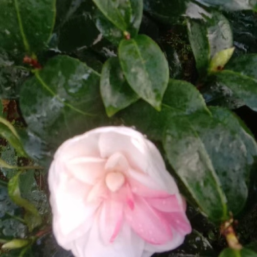 漳平市品种茶花百变乔依茶花盆栽花树苗基地直发原盆原土带花苞发货