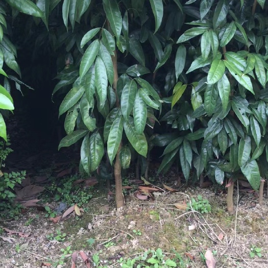 灵山县荔枝苗，没有介接的直生苗