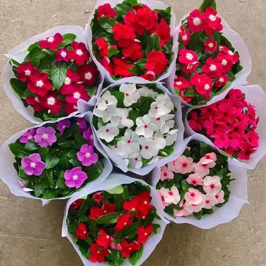 广州长春花