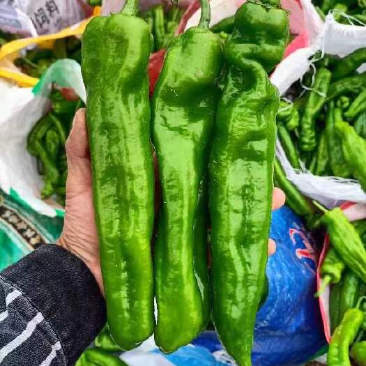 夏邑县辣椒，泡椒，线辣椒