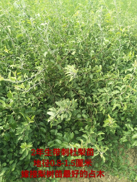 带刺杜梨苗