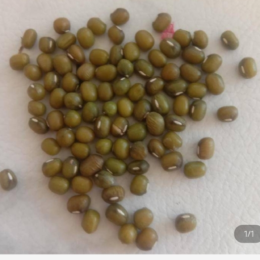 优质商品绿豆