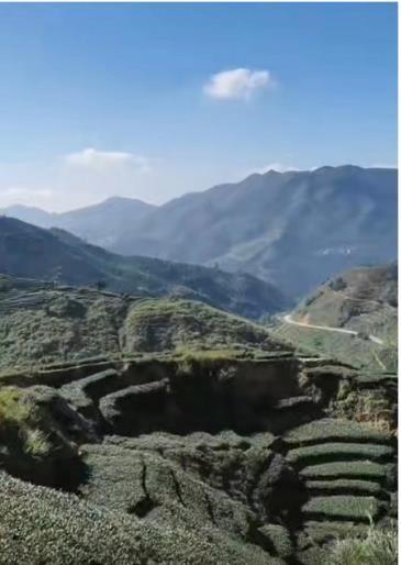 厦门铁观音茶叶