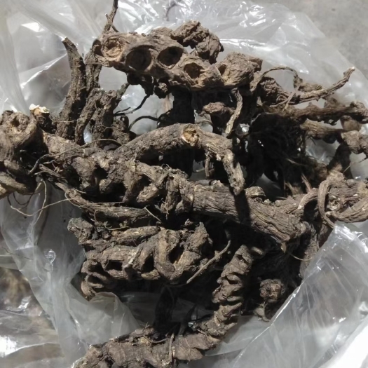 彝良县竹节三七 三七