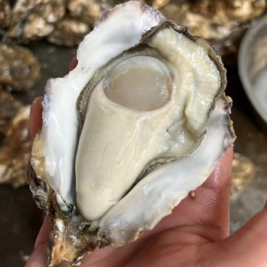广州潮汕饶平汫洲生蚝牡蛎带壳生蚝 适合烧烤大排档 带壳半壳都有