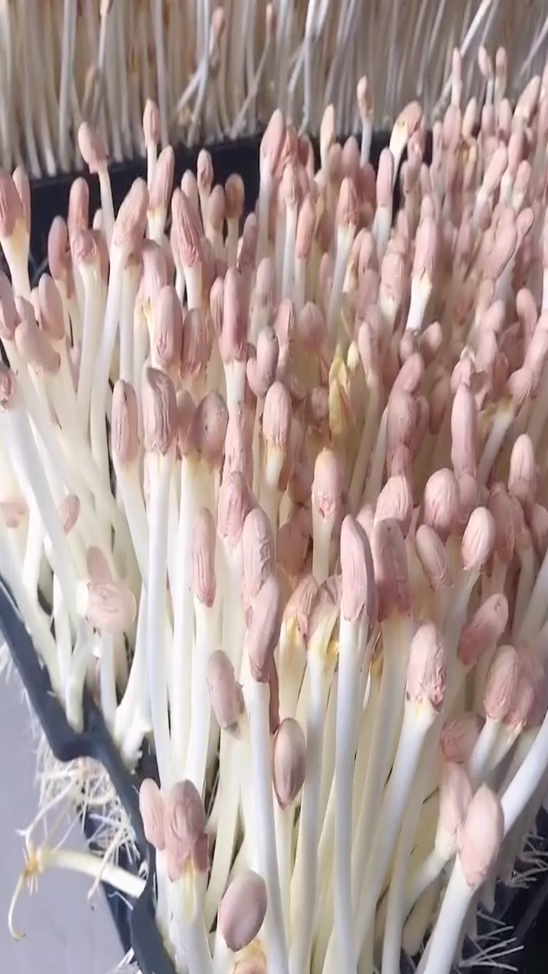 花生芽