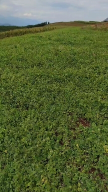 云参