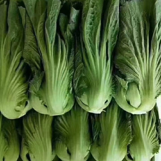 苦菜
