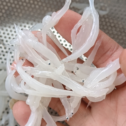 宜昌银鱼