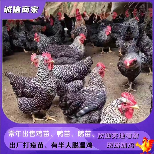 衡阳厂家直销大种黑芦花鸡苗纯芦花鸡也有脱温鸡一个月的