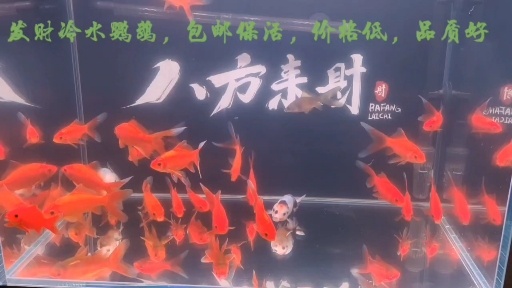 淡水鹦鹉鱼