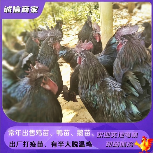 衡阳批发黑乌鸡苗五黑鸡苗绿壳蛋鸡苗乌骨鸡苗
