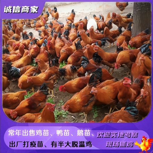 衡阳灵山土鸡苗红公鸡苗阉鸡公鸡苗小鸡苗出壳苗