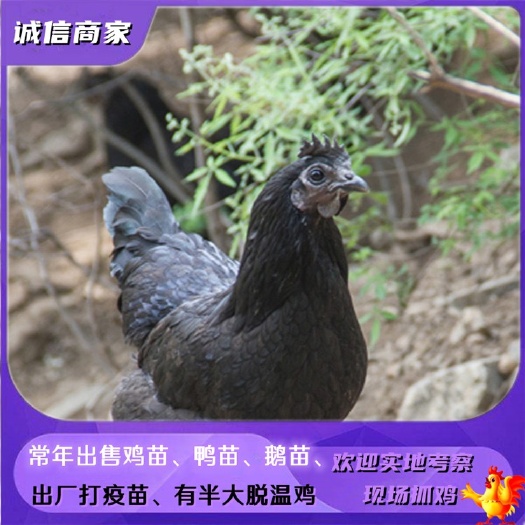 五黑鸡苗   厂家直销五黑绿壳蛋鸡苗黑乌鸡苗乌骨鸡苗