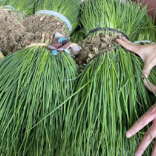 盐城香葱大量上市，高品质，价格优，有需请询价！
