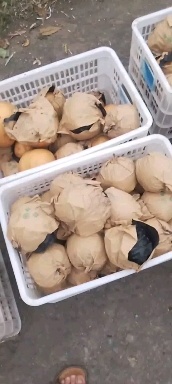 曹县晚秋黄梨