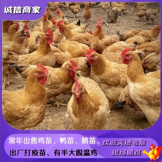 衡阳厂家直销黄土二鸡苗黄土三鸡苗矮脚黄鸡苗黄土鸡苗