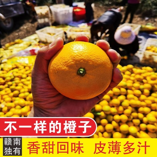 瑞金市自己家种的正宗赣南脐橙当季新鲜橙子现摘大量批发