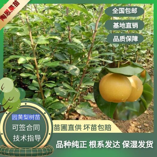 园黄梨树苗嫁接梨树苗园黄梨苗四川基地直发