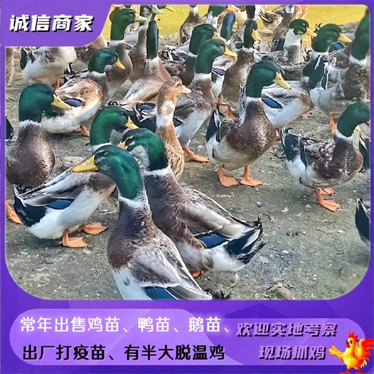 衡阳出售大种麻鸭苗青头鸭苗大白沙鸭苗四点花杂交鸭苗