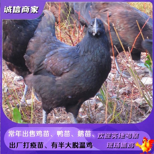 衡阳五黑鸡苗   批发黑乌鸡苗五黑一绿鸡苗黑乌鸡绿壳蛋鸡苗