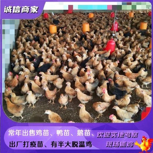 衡阳出售灵山麻鸡脱温鸡灵山麻鸡苗一个月脱温鸡先定先得